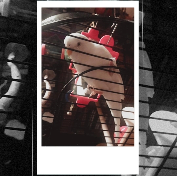 LIVE Show Notification ✨️ - Picture 6 of 7